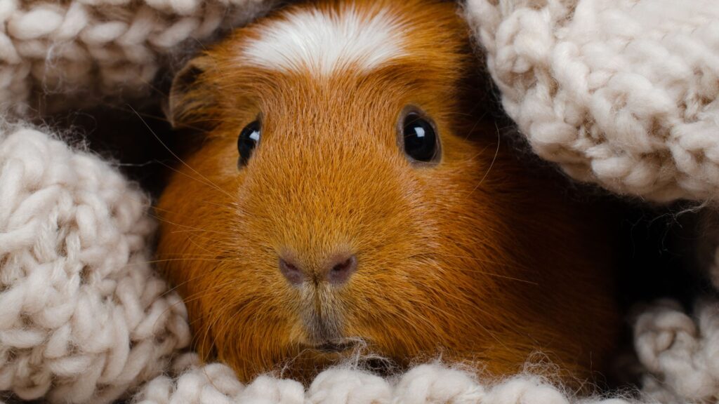 Close up of a guinea pig in a woven blanket