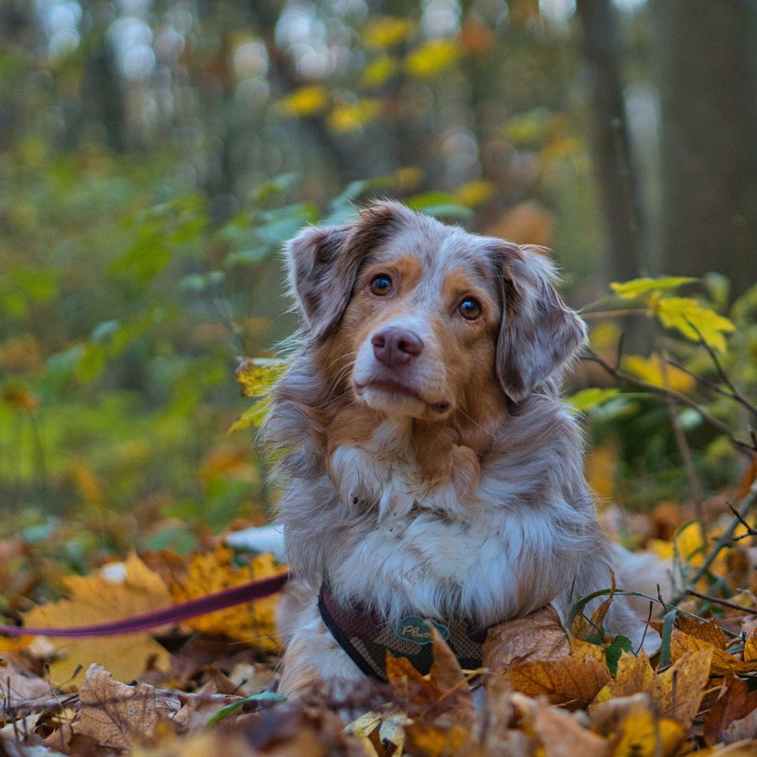 a dog on a leash laying in leaves outside