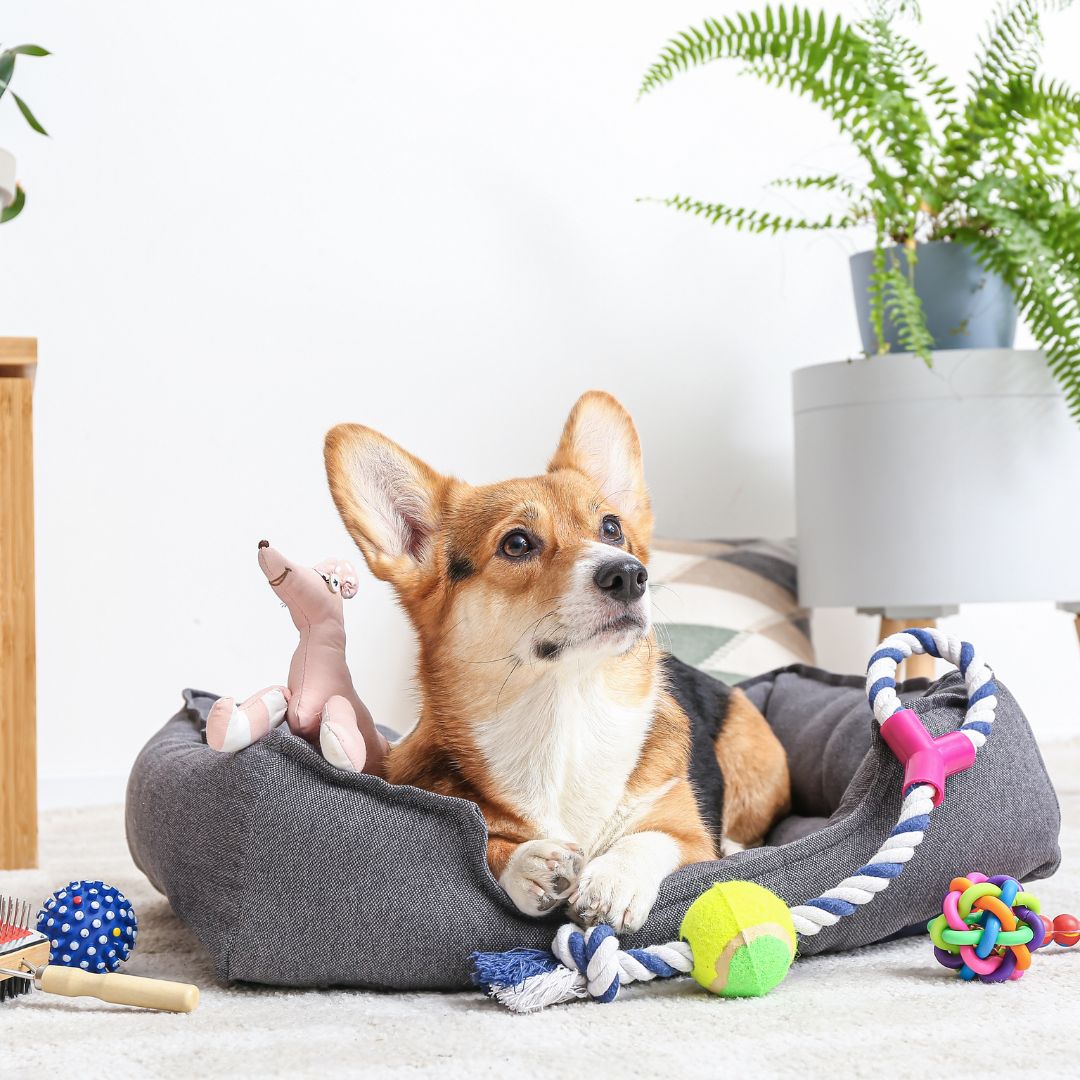 a corgi sitting in a pet bed with toys