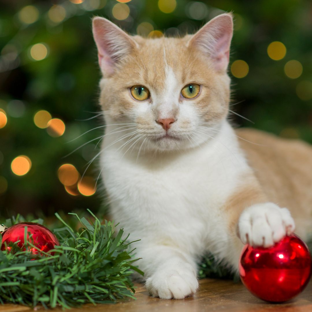 a cat holding a Christmas ornament next to a wreath