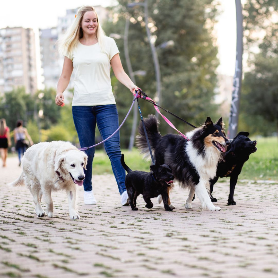 The Best Dog Walking Services in Denton, TX - Fetch! Pet Care