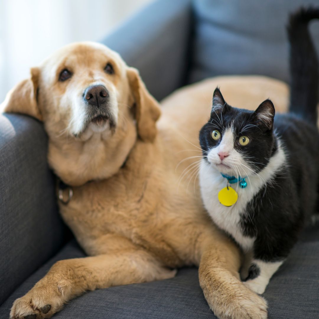 an elder dog laying on a couch with a cat