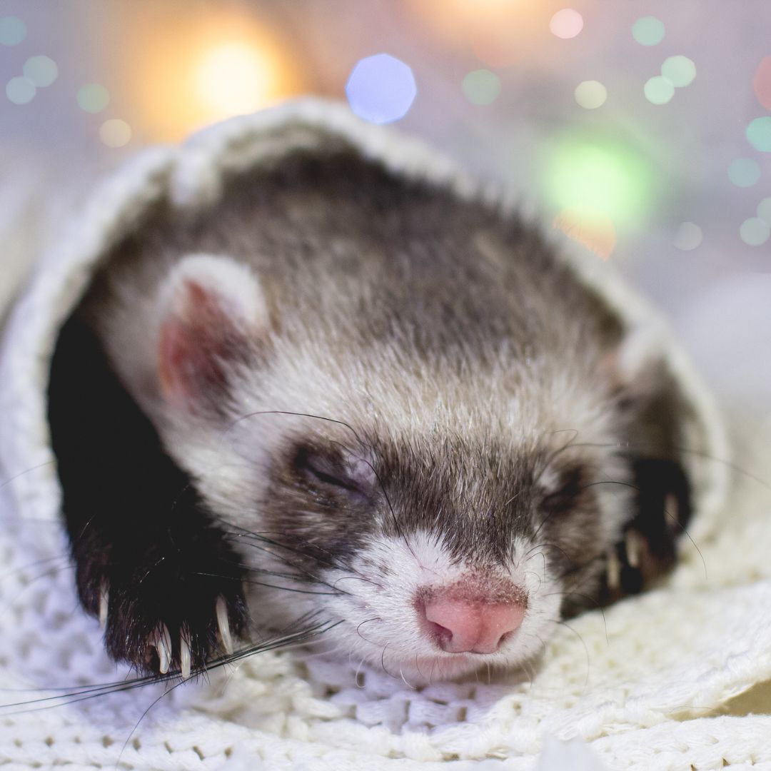 a sleeping ferret rolled in a blanket
