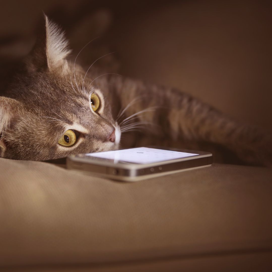 cat lying next to smartphone