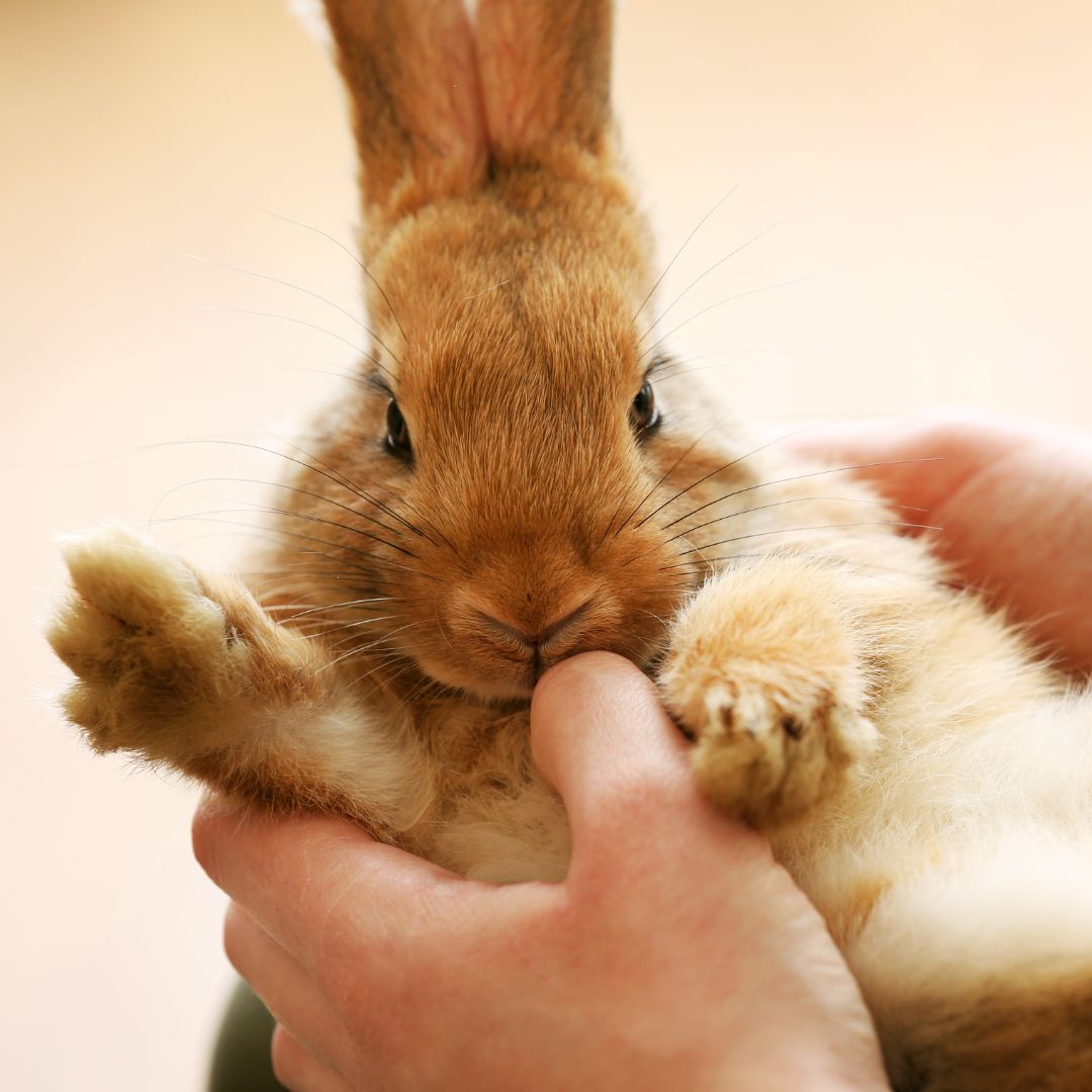 person holding rabbit that appears to be waving to the camera