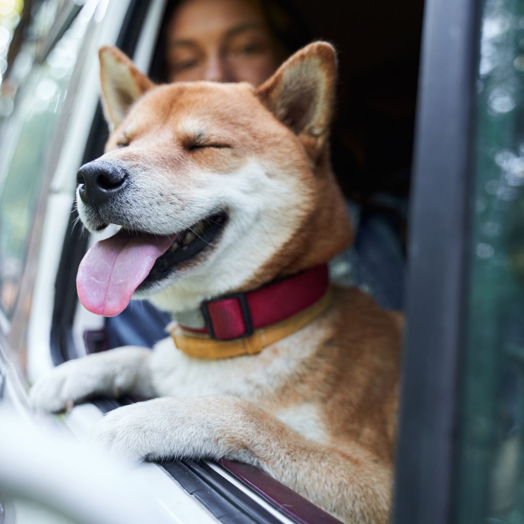 Shiba inu dog sticking its head out of a car window