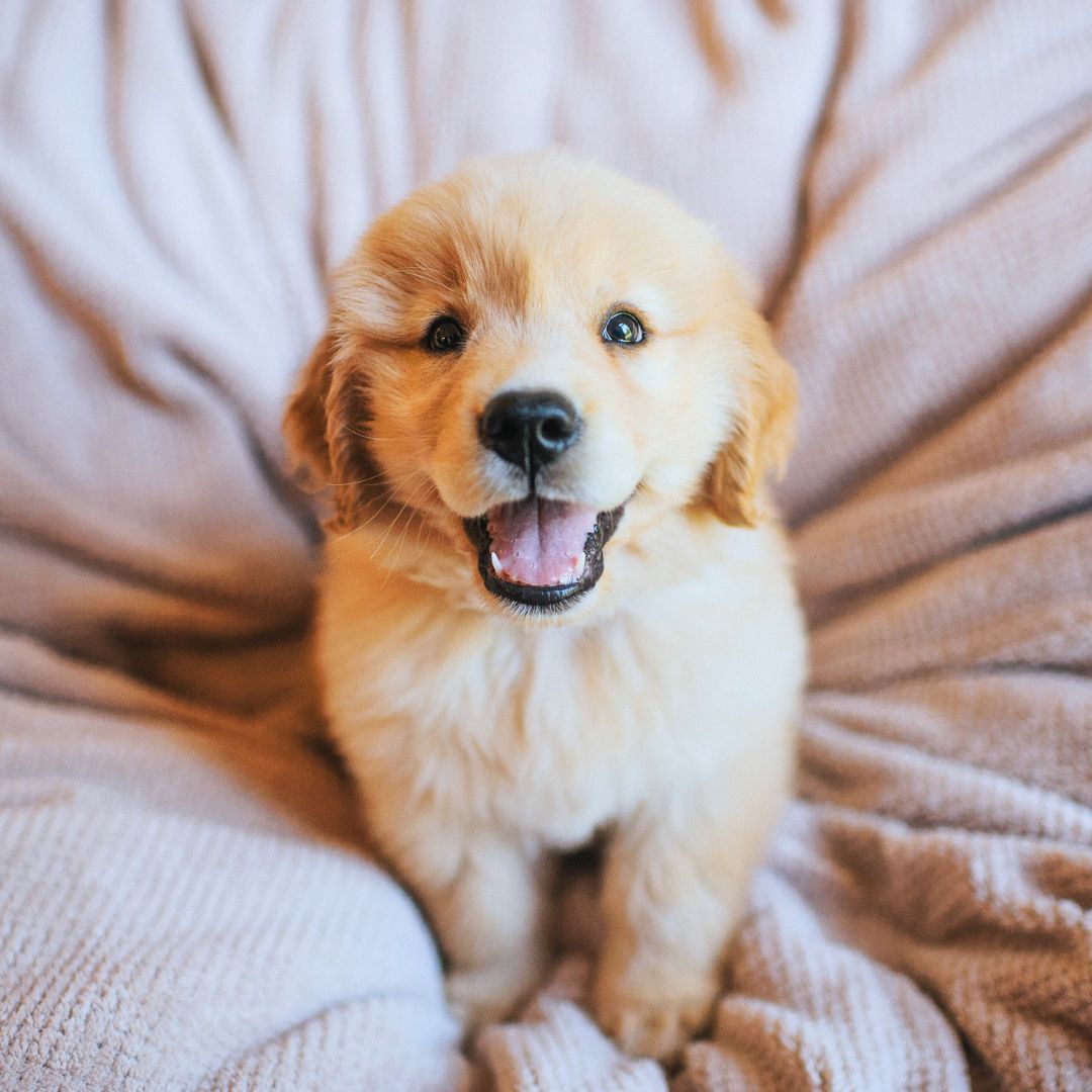 Golden retriever puppy smiling at the camera
