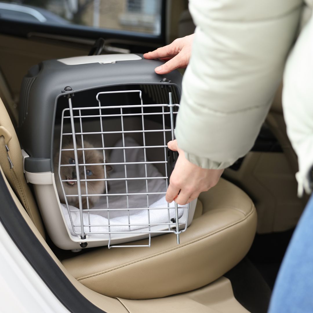 Person closing a cat into a transport crate