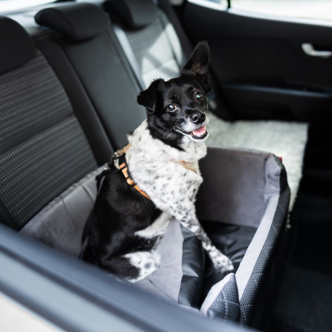 Dog in a car seat