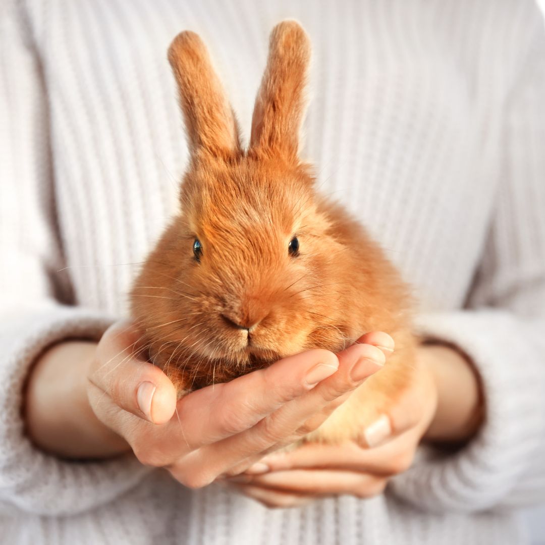 Person holding a small rabbit