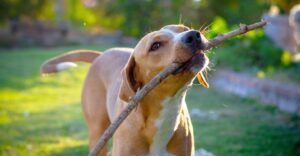 a dog carrying a stick outside