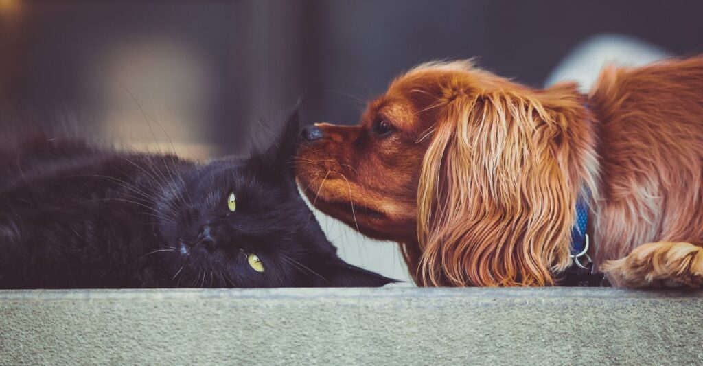 a dog sniffing a cat