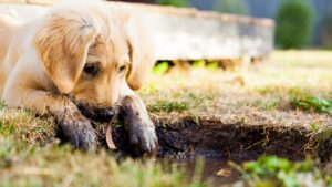 a puppy plays in mud