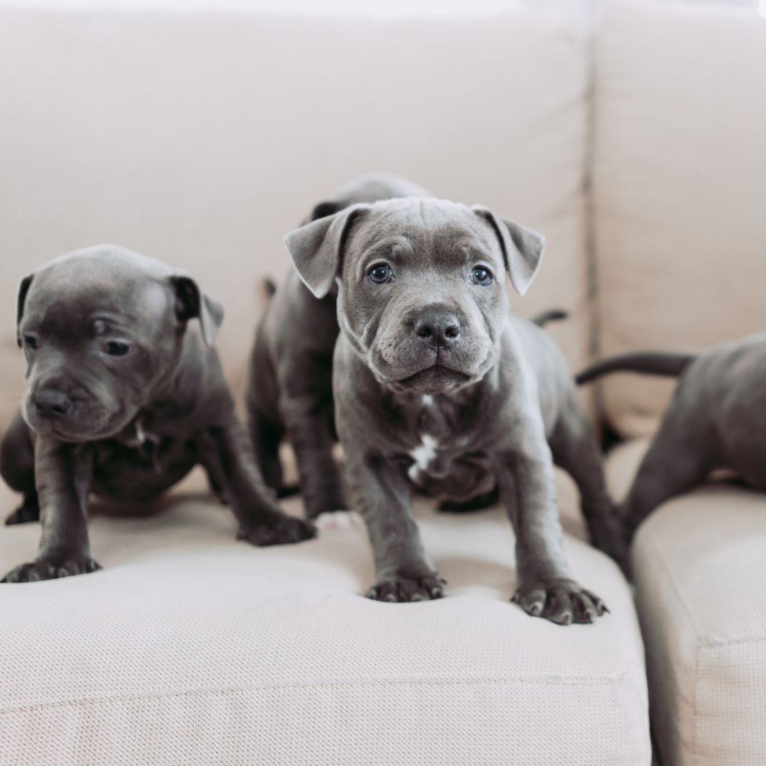small gray puppies sitting on a couch
