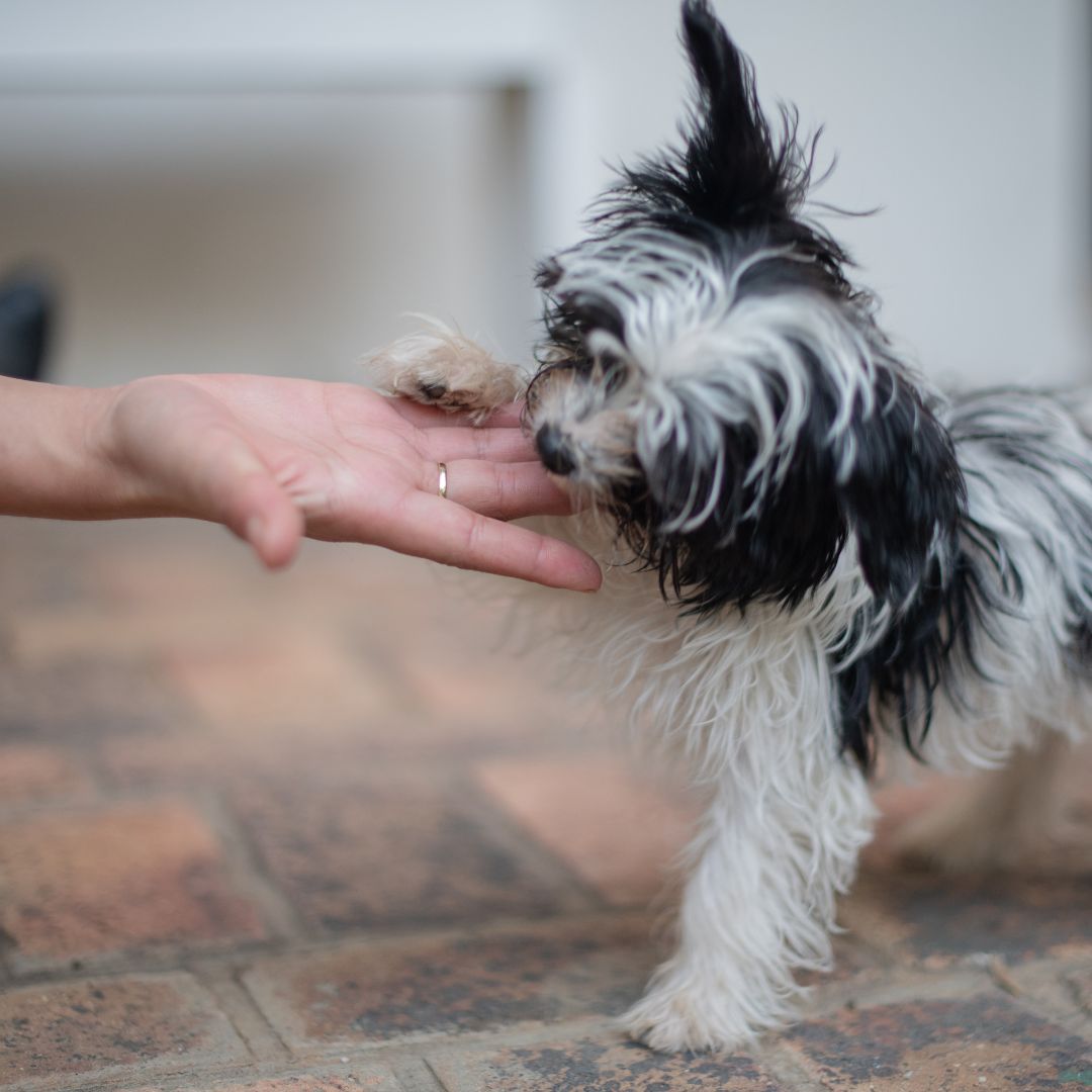 small puppy giving owner a high-five