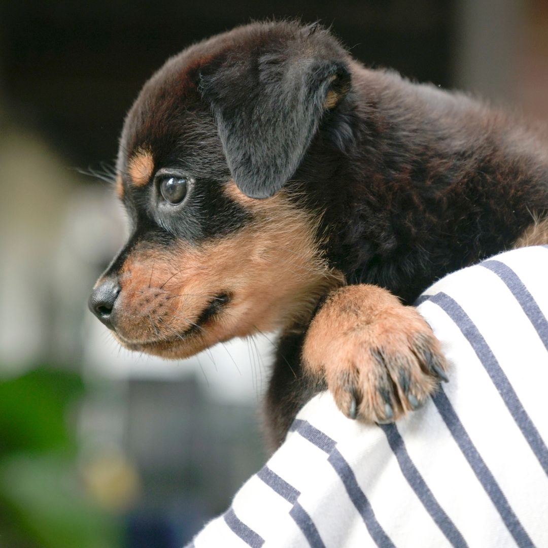 puppy hanging over owner's shoulder