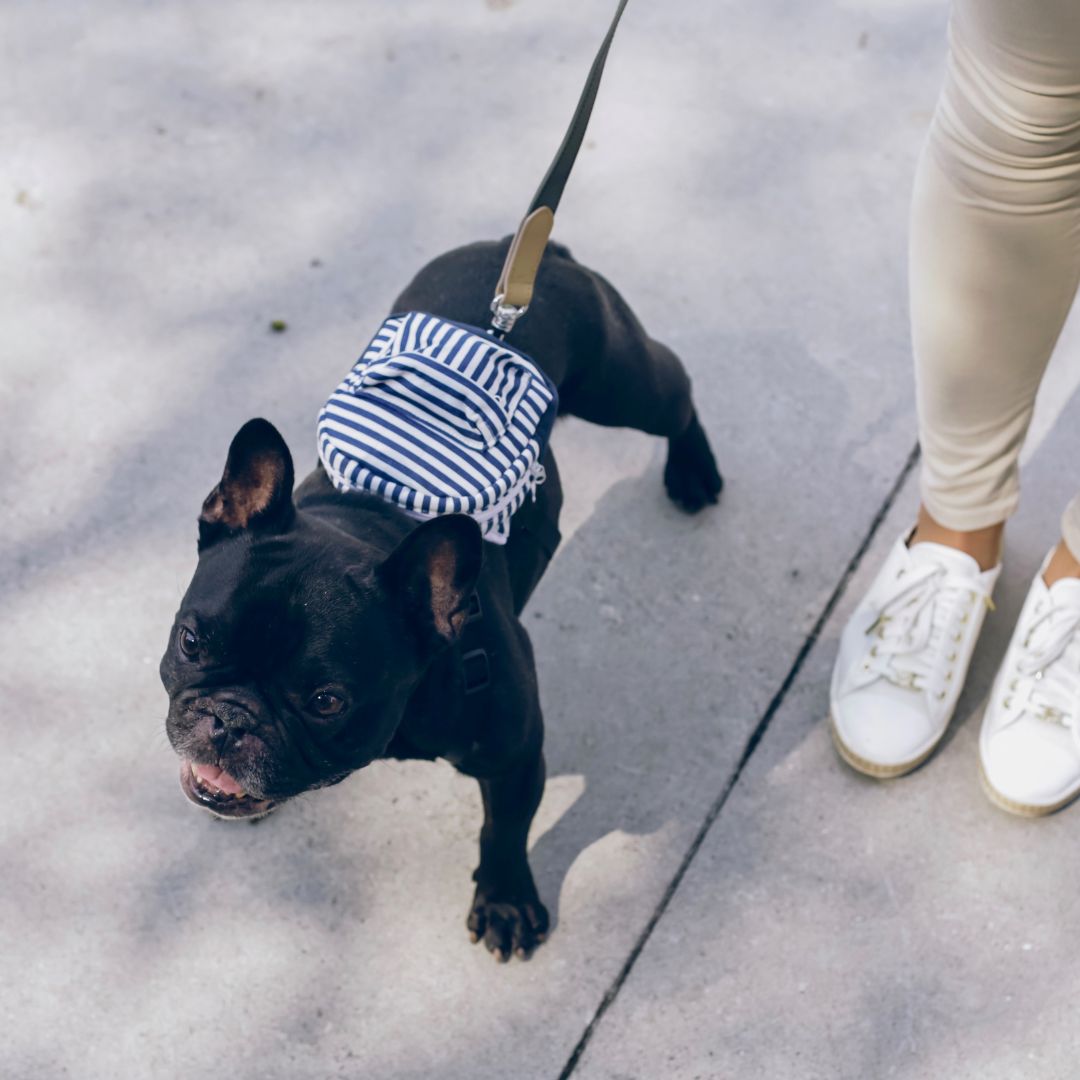 frenchie on leash