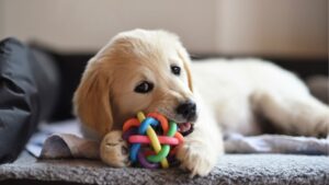 a puppy chews a toy