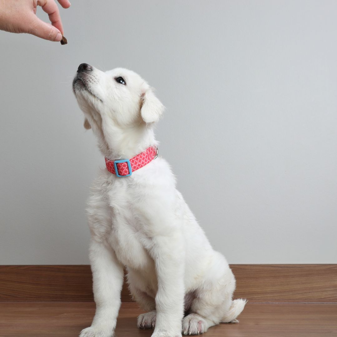 puppy reaching for treat in owner's hand