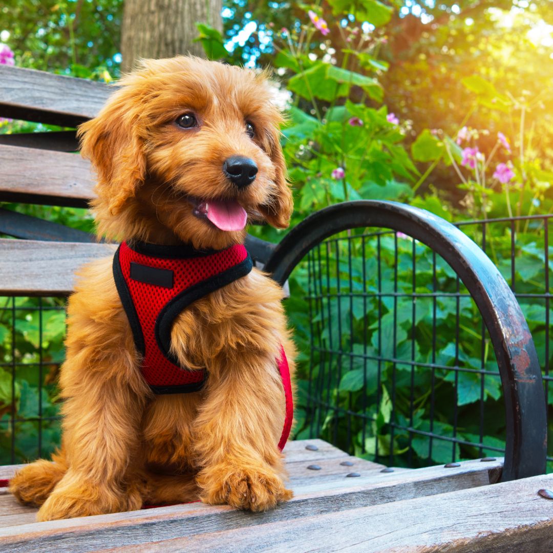 happy puppy sitting on a bench