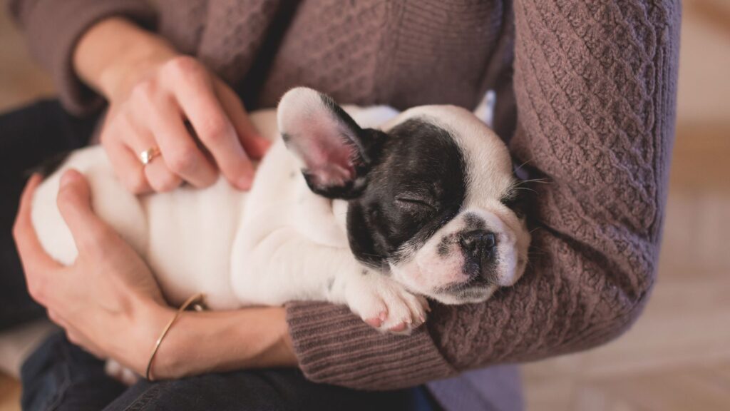 person holding sleepy puppy in arms