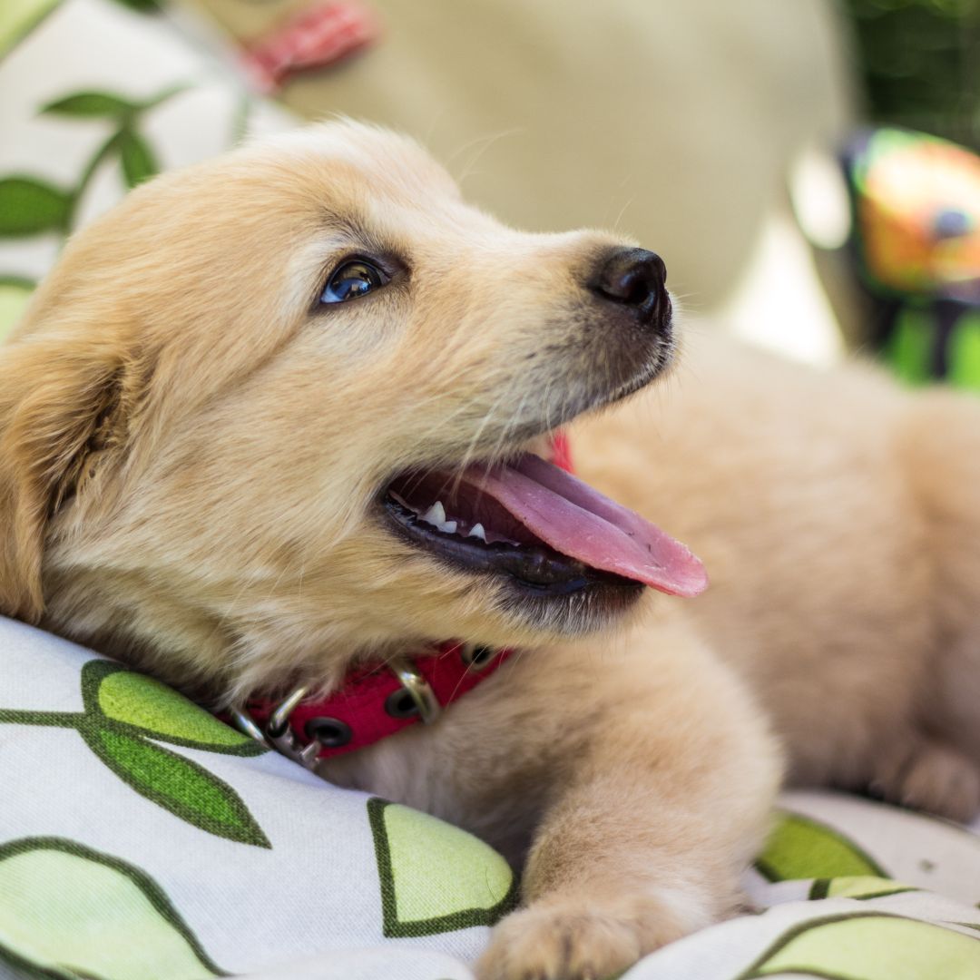 smiling golden retriever puppy