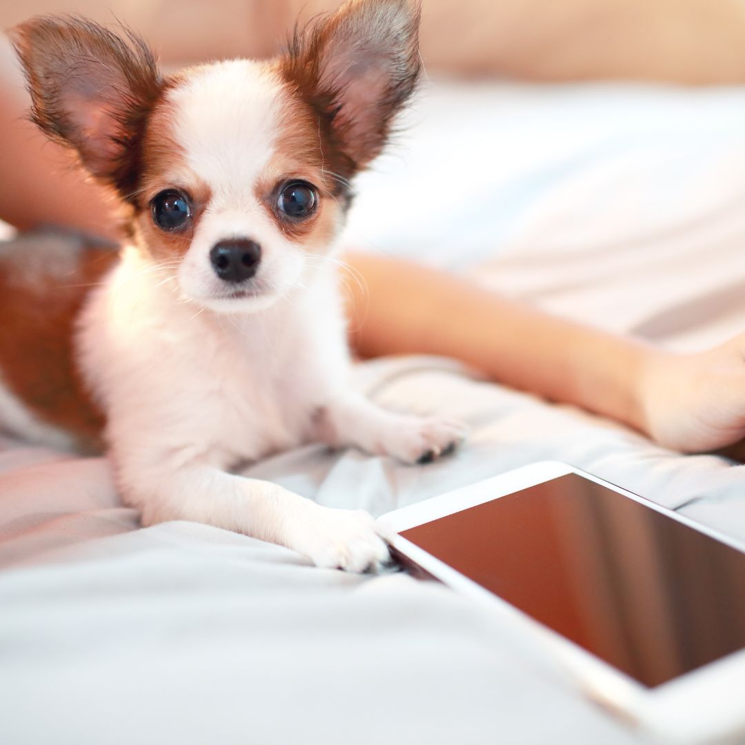 little puppy sitting next to cell phone
