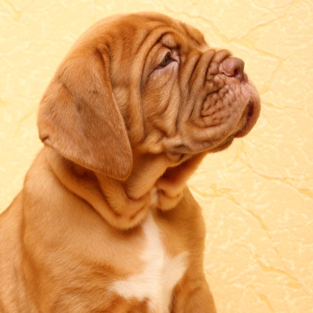 wrinkly puppy looks up