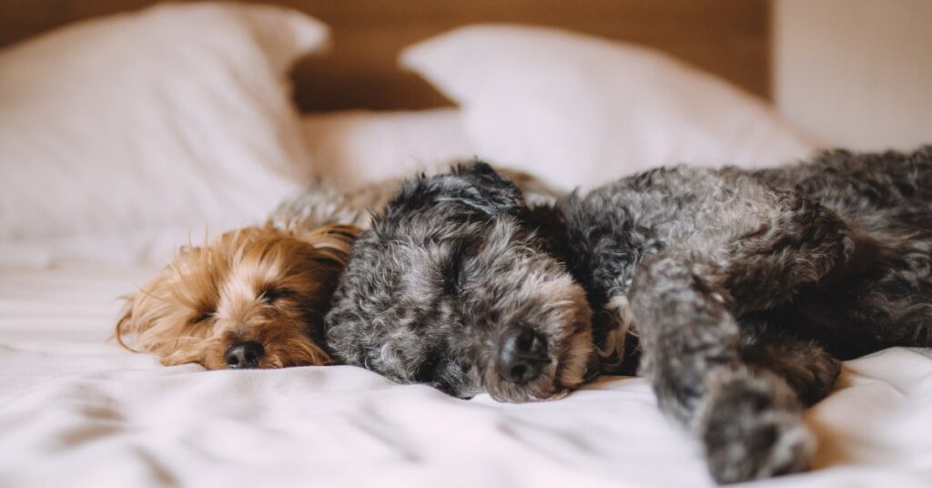 Two dogs sleeping on a bed