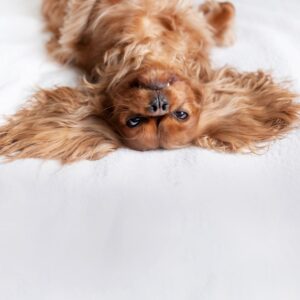Dog lying upside down on a bed