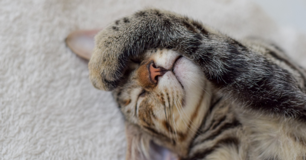 Cat sleeping with paw over its face