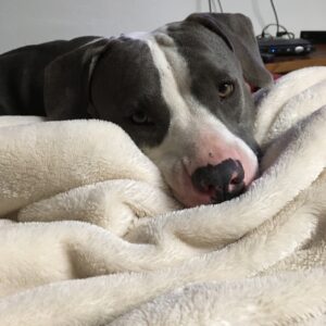 Dog lying on a blanket