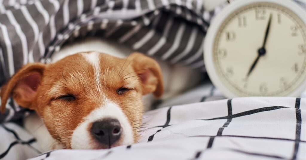Dog lying under a blanket next to an alarm clock