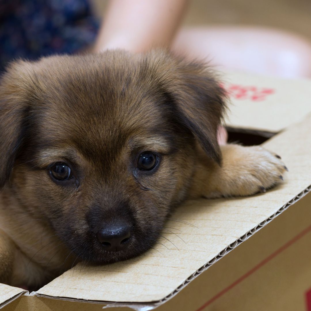 small puppy in a box