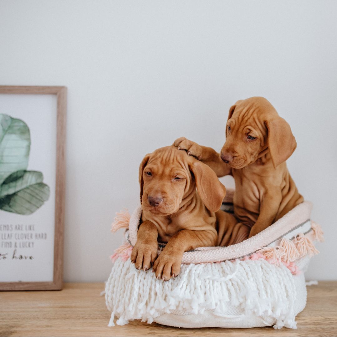 two puppies playing in a basket