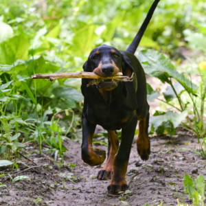 Dog walking with stick in their mouth