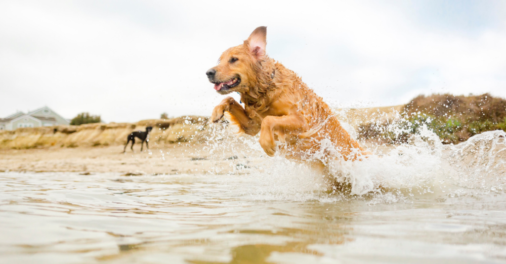 Golden Retriever jumping in the water at the beach