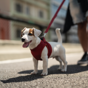 Dog on a leash outside going on a walk