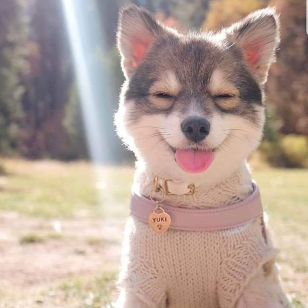 smiling puppy outside