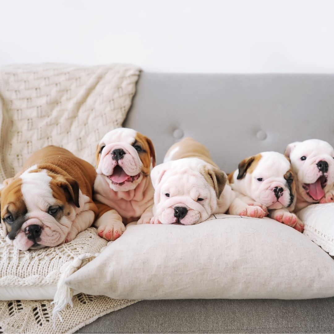 happy puppies sitting on a couch