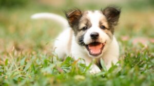 smiling puppy in grass