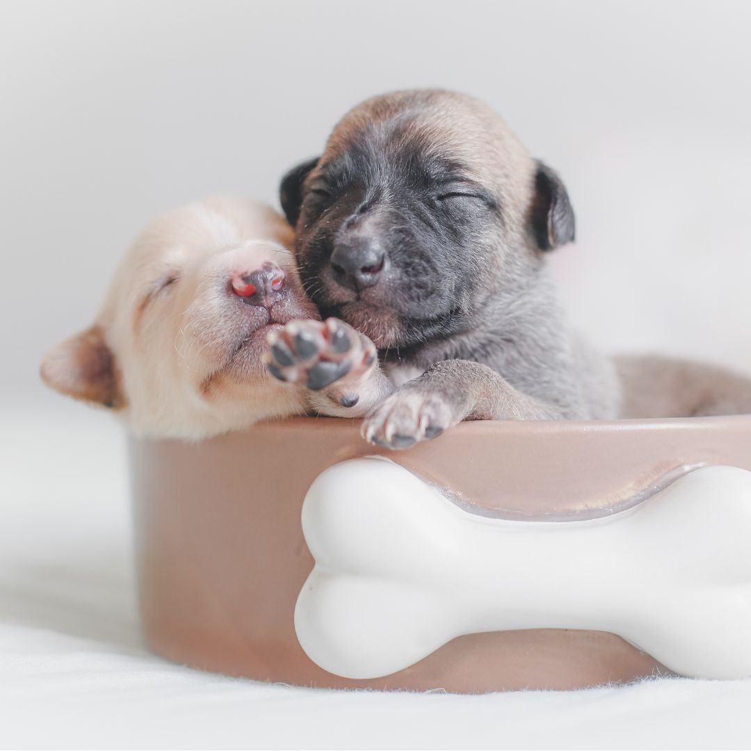 two tiny puppies in a dog bowl