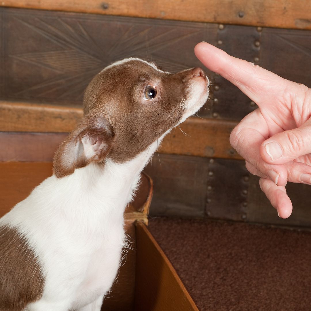 person tapping little puppy's nose with one finger