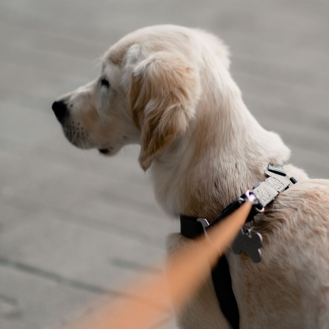 lab on leash with collar