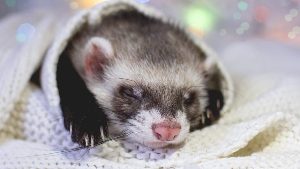 ferret sleeping in a blanket