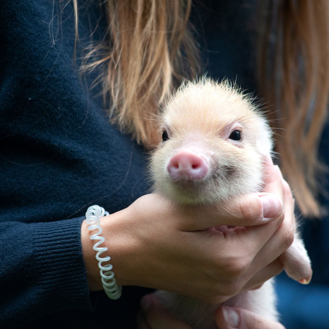 person holding small piglet