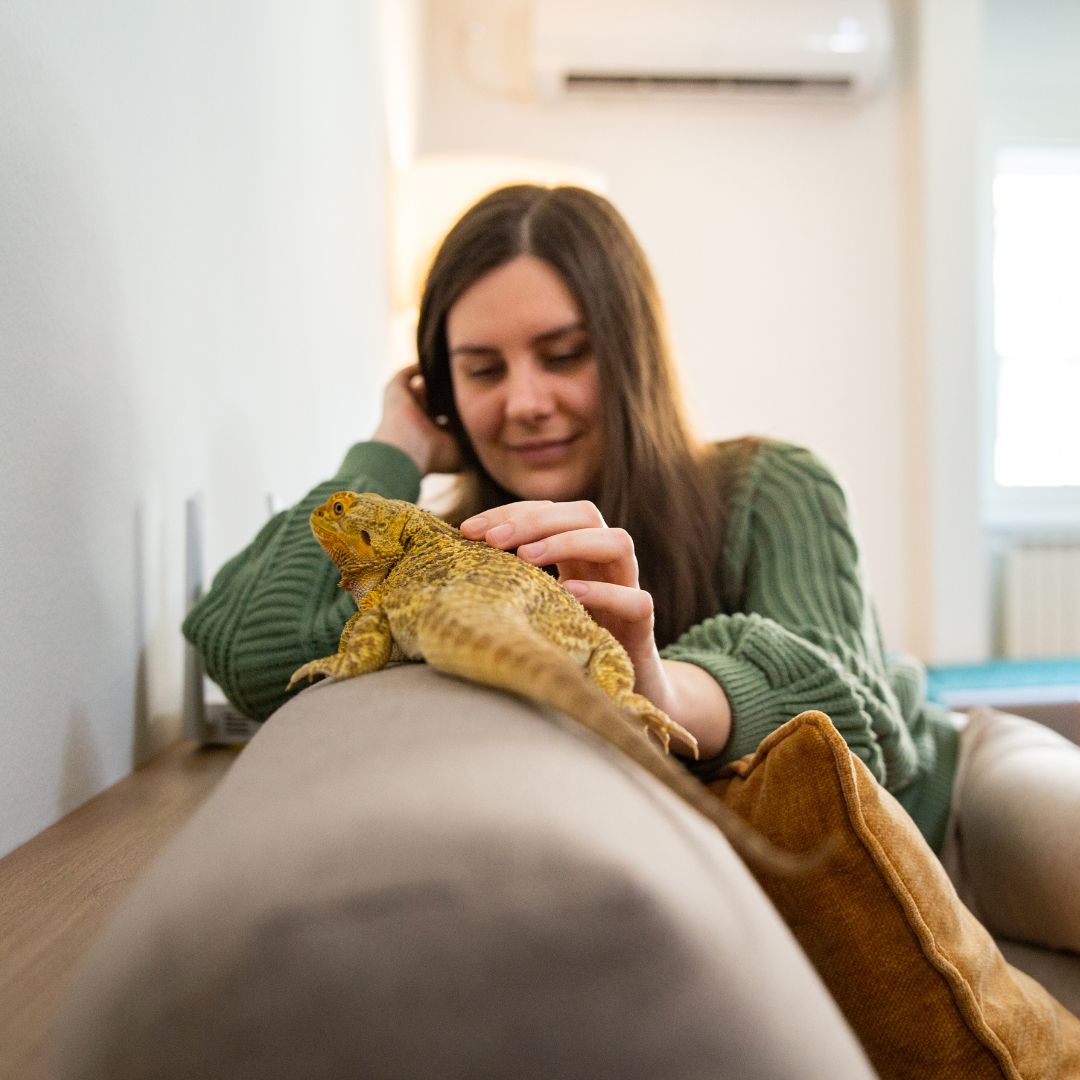 person petting lizard on couch