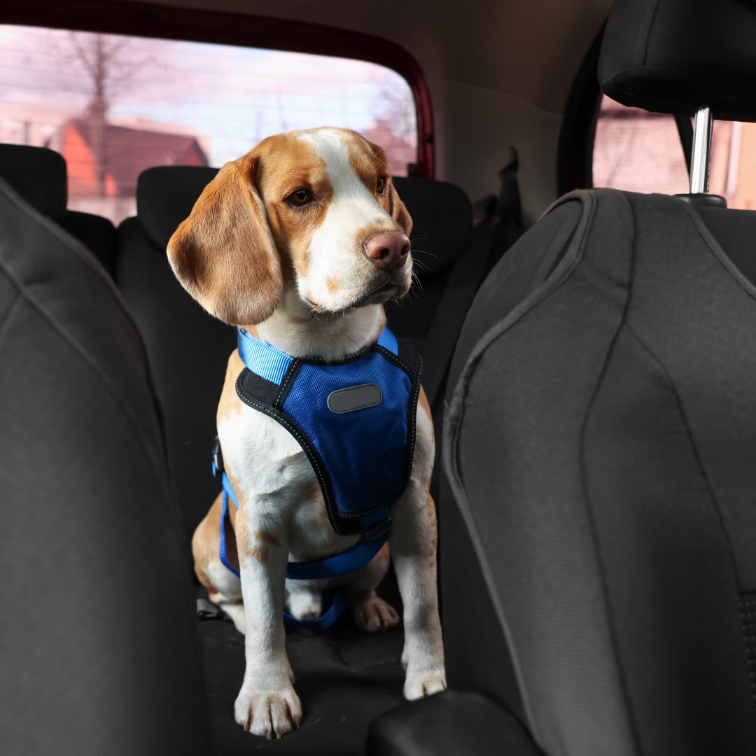 beagle in back seat
