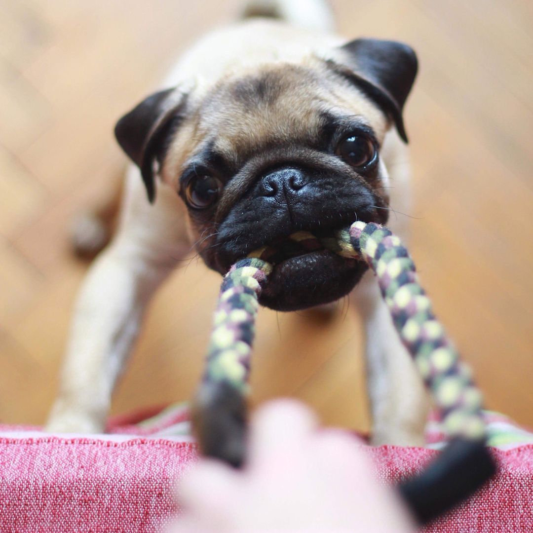 pug playing tug of war