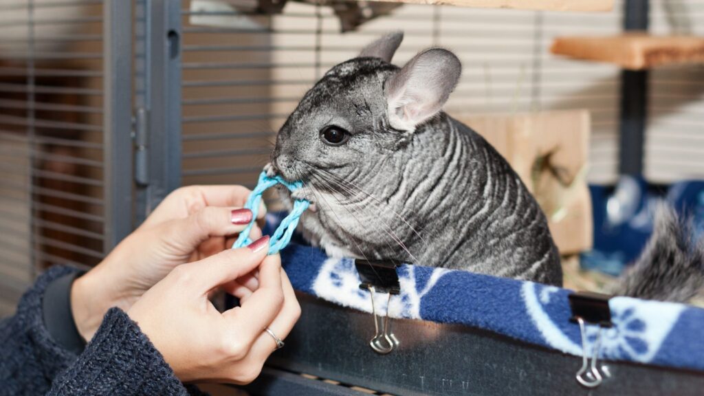 chinchilla chewing on toy